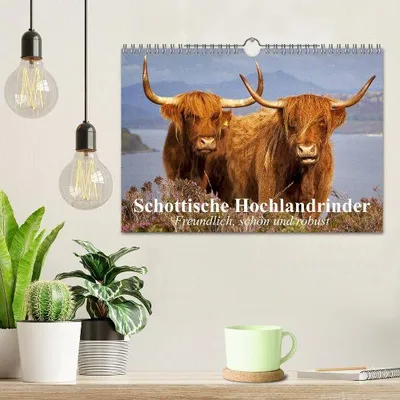 Produktbild von Schottische Hochlandrinder. Freundlich, schön und robust (Wandkalender 2026 DIN A4 quer), CALVENDO Monatskalender