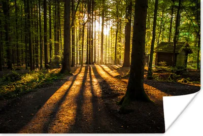 Produktbild von MuchoWow® Poster Sonne - Bäume - Wald - Landschaft - Natur 180x120 cm - Fotoplakat