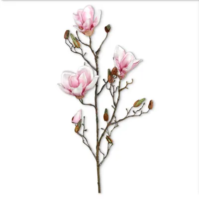 Image de Branche printanière de magnolia, 141_Couleur : rose crème, 142_Taille : magnolia 87 cm