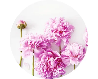 Produktbild von Glasbild Peonies III GLR062 Ø 20 cm