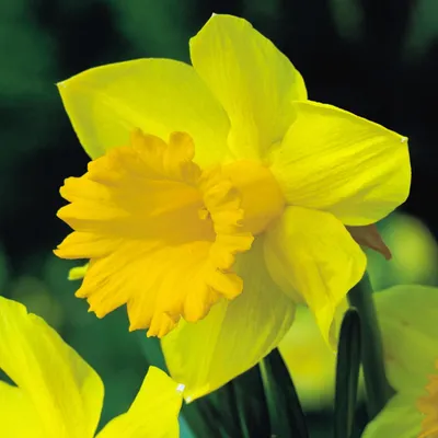 Obrázek produktu pro Narcis trubač Dutch Master 12/14 5 ks. Cibulky narcisů Cibulky květin