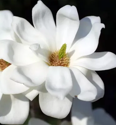 Produktbild von Magnolie ´DOUBLE DIAMOND´ 120-130 cm, Cont. 5 l
