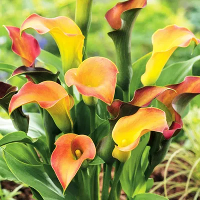 Immagine prodotto di Zantedeschia Calla Kalla Kalia Captain Lido 1 pz Bulbi da fiore tuberi