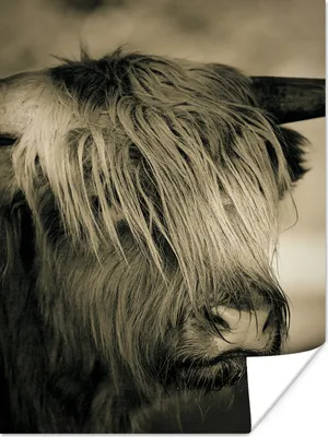 Produktbild von MuchoWow® Poster Schottischer Highlander - Tiere - Haare 120x160 cm - Wandbilder