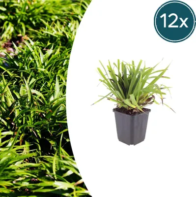 Produktbild von Luzula sylvatica | 12 Stück - 10-25cm - Ø9cm - Gartenpflanze