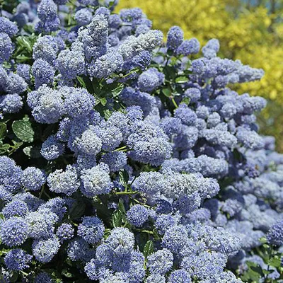 Produktbild von 2 x Květina v pytli - Ceanothus 'Gloire De Versailles' - 40-50 cm kontejner 40-50 cm kontejner