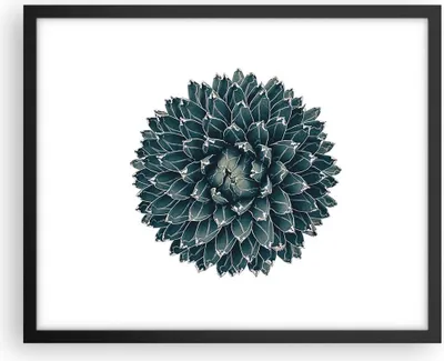 Produktbild von Gerahmtes Poster - Schwarzer Rahmen - Agave Königin Victoria - 50x40 cm - Wand Bild - Wanddeko - Wandbilder - Kunstposter - Wandposter - Bilderrahmen - Bilder - Kunstdruck - Wandbild - P2BAA50x40-4129