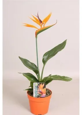 Immagine prodotto di Strelitzia reginae 25 cm Uccello del Paradiso - Strelitzia reale