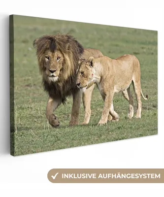 Obrázok produktu pre OneMillionCanvasses® - Obrazy na plátne - 140x90 cm, Lev - Levice - Tráva, Nástenné umenie Print Wall Decoration