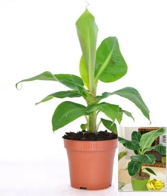 Produktbild von BALDUR Garten 1x Musa Banana Tropicana, Pflanze im 12 cm-Topf, Zimmerbanane Zimmerpflanze, Zimmerpflanze, Grünpflanze, mehrjährig - frostfrei halten, Früchte essbar, Musa oriental dwarf