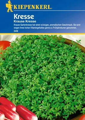 Produktbild von Kiepenkerl Kressesamen 'Krause' – samenfestes Saatgut für den Garten und Balkon