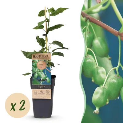 Image de Acitinidia arguta Issai - Plante de kiwi - Autogame - Fruit vert - 2 Plantes - 40-50cm - Ø15cm - Plante de jardin