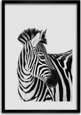 Produktbild von Bild - Bilderrahmen - Foto - 70 cm x 100 cm - MDF - Rahmen - Wandkunst - Zebra im Schnee