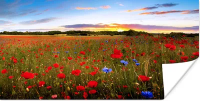Produktbild von MuchoWow® Poster Blumenwiese - Mohnblumen - Rot 80x40 cm - Wanddeko