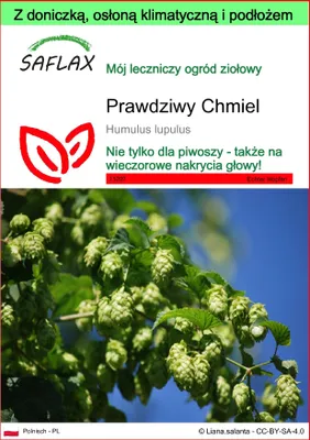 Zdjęcie produktu dla SAFLAX - Garden to go - Prawdziwy Chmiel - 50 Nasiona - Z doniczką, pokrywą klimatyczną i podłożem do uprawy - Humulus lupulus