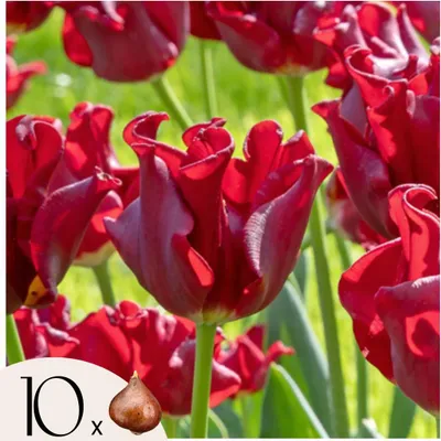 Zdjęcie produktu dla Cebulki tulipanów Red Dress - Zestaw 10 sztuk - Mrozoodporne & wieloletnie