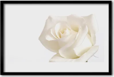 Produktbild von Bild 60x40 MDF-Rahmen Wandkunst Rose Blumen