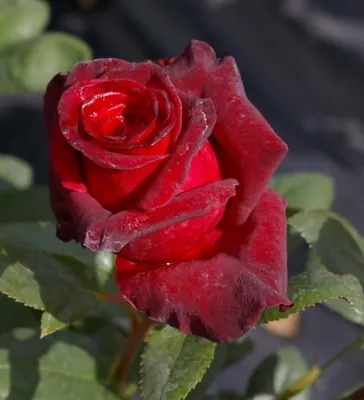 Produktbild von Edelrose Black Baccara ® - Rosa Black Baccara ® - Teehybride - Meilland-Rose