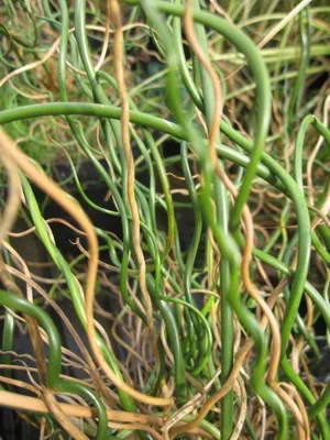 Produktbild von Korkenzieher Binse Spiralis - Juncus effusus Spiralis 30-40