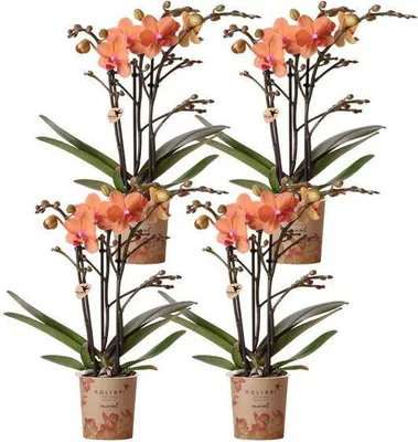 Obrázek produktu pro Orchideje Phalaenopsis Bozen Orange, 4 kusy, velikost kvetináce Ø9cm, nenárocné