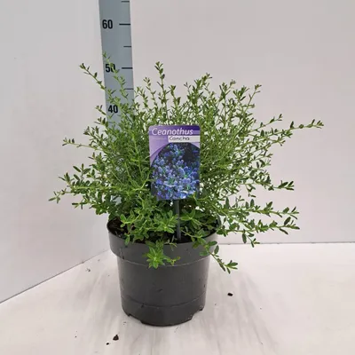 Produktbild von Ceanothus 'Concha' - Säckelblume | 30-40 cm im Topf