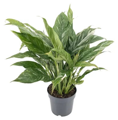 Image de Diamant Variegata - 45-55cm - Ø14cm - Plante d'intérieur - Vert persistant