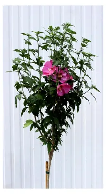 Produktbild von Garteneibisch Hibiscus - Woodbridge - Blüte rot/rosa Hochstamm 80-100 cm winterhart