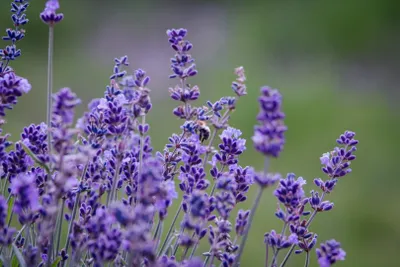 Produktbild von echter Lavendel Hidcote Lavandula angustifolia lila immergrün winterhart P9 Topf, Anzahl:10 Stück