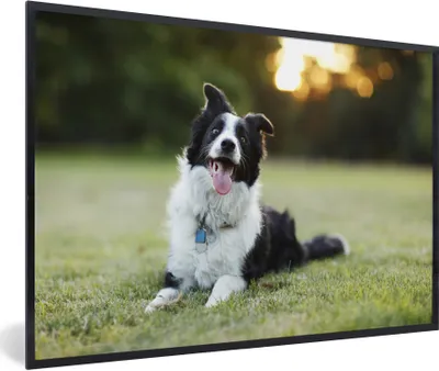 Produktbild von MuchoWow® Gerahmtes Poster Ein glücklicher Border Collie, dem die Zunge aus dem Maul hängt 90x60 cm - Poster mit Schwarzem Bilderrahmen Wandposter Rahmen Foto Bilder - Fotorahmen - Foto-Plakat