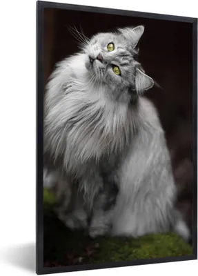 Produktbild von MuchoWow® Gerahmtes Poster Weiße und graue Maine Coon Katze 60x90 cm - Poster mit Schwarzem Bilderrahmen Wandposter Rahmen Foto Bilder - Kunst