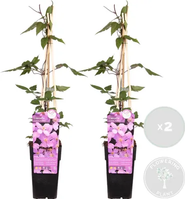 Image de Bloomique - Lot de 2 - Clematis montana 'Rubens' - Clématite rose clair - Plantes grimpantes - Plantes de jardin - Rustiques - Hauteur 50-70 cm - Pot 15 cm