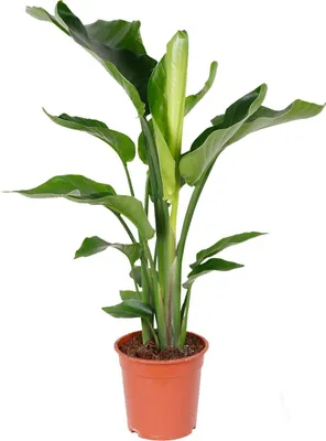 Produktbild von Bloomique - Strelitzia Nicolai - Strelitzie Pflanze - Paradiesvogel Pflanze - Paradiesvogelblume - Zimmerpflanzen Groß - Grünpflanzen Luftreinigend - Höhe 70-80 cm - Topf 17 cm