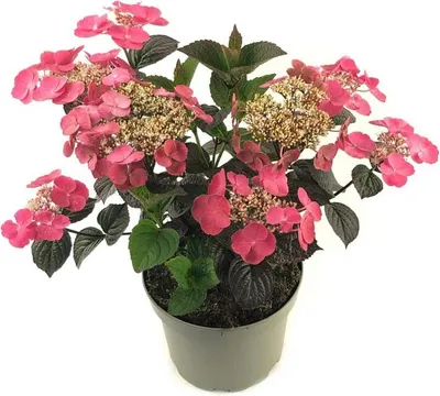 Immagine prodotto di Hydrangea 'Daredevil' - Hydrangea serrata compatta a foglie rosse, resistente, in vaso da 3L, ortensia da giardino alta circa 30-50 cm