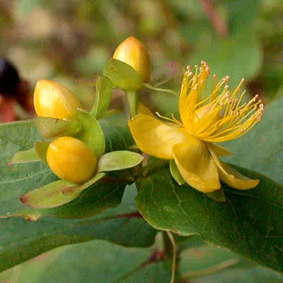 Image de 2 x Millepertuis - Hypericum androsaemum | 30-40 cm en conteneur