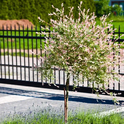A small tree with pink and green leaves stands in front of a black metal fence and a paved walkway.