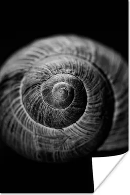 Produktbild von MuchoWow® Poster Schnecke - Tiere - Schwarz - Weiß - Schneckenhaus 40x60 cm - Plakate für die Wand - Poster Babyzimmer