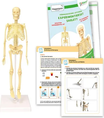 Produktbild von TimeTEX Experimentier-Set "Skelett", 17-tlg.