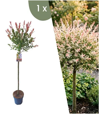 Produktbild von Plants by Frank | Flamingoweide auf Stamm | Salix Hakuro Nishiki | Winterharter Zierbaum | Gartenpflanzen
