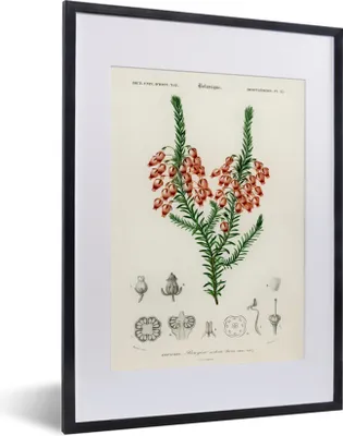 Produktbild von MuchoWow® MuchoWow® Gerahmtes Poster Pflanze - Blume - Botanik 30x40 cm - Poster mit zchwarzem Bilderrahmen - Wandposter Schlafzimmer