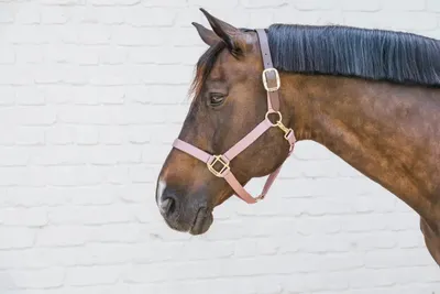 Image de Kentucky Horsewear Licol en nylon Breakaway