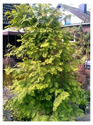 Produktbild von Urwelt-Mammutbaum Metasequoia glyptostroboides 80-100 cm hoch im 5-Liter-Pflanzcontainer