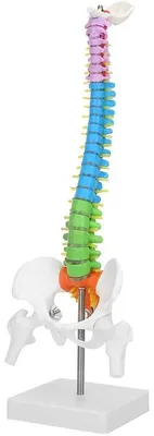 Produktbild von Anatomische Wervelkolom PVC-Modell 45 cm für Schulen und Präsentationen