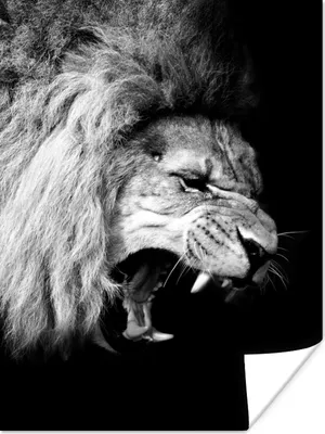 Produktbild von MuchoWow® Poster Löwe - Porträt - Schwarz - Weiß - Tiere 90x120 cm - Wohnzimmer