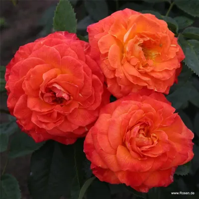 Produktbild von Kordes Edelrose Feurio® Orange-gelb