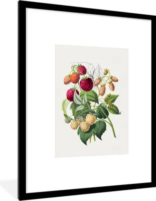 Produktbild von MuchoWow® Gerahmtes Poster Himbeere - Pflanze - Lebensmittel 60x80 cm - Poster mit Schwarzem Bilderrahmen Wandposter Rahmen Foto Bilder - Wohnzimmer - Dekorationen - Prämie
