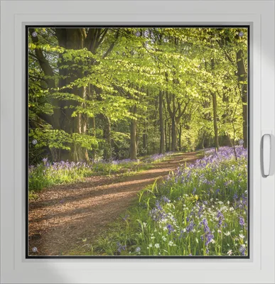Produktbild von Wallario Lichtschutzbild, Dekorativer Sichtschutz Sonnenschutz 96 x 100 cm mit Motiv: Blaues Hasenglöckchen im Sommerwald - Verdunklung ohne Bohren