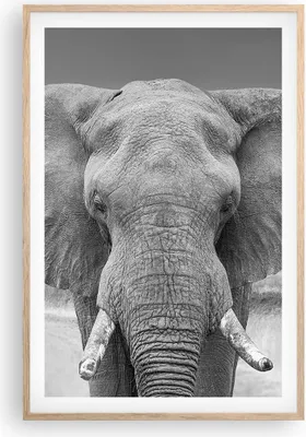 Produktbild von Gerahmtes Poster - Rahmen in heller Eiche - Elefant Afrika Tier - 61x91,5 cm - Wand Bild - Wanddeko - Wandbilder - Kunstposter - Wandposter - Bilderrahmen - Bilder - Kunstdruck - P2NPA61x91-5072