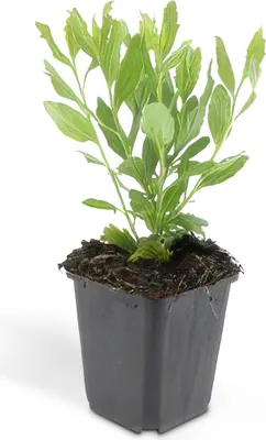 Image de Arbuste décoratif - Aster sauvage - Aster ageratioides 'Ashvi' - Pot de 9cm - Set de 60 plantes