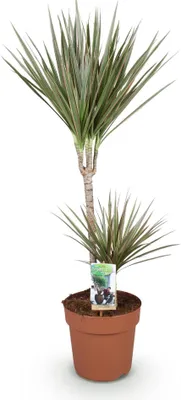 Immagine prodotto di Dracaena Marginata Bicolor - 90-100cm, 21cm - Dracaena di facile manutenzione