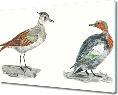 Produktbild von Coloray Schneidebrett Herdabdeckplatte 80x52 cm Kochplattenabdeckung Hackbrett Küchenbrett - Tiere Vögel